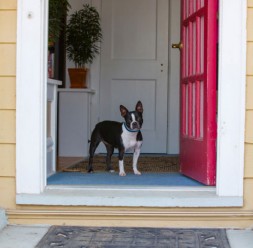 dog in doorway