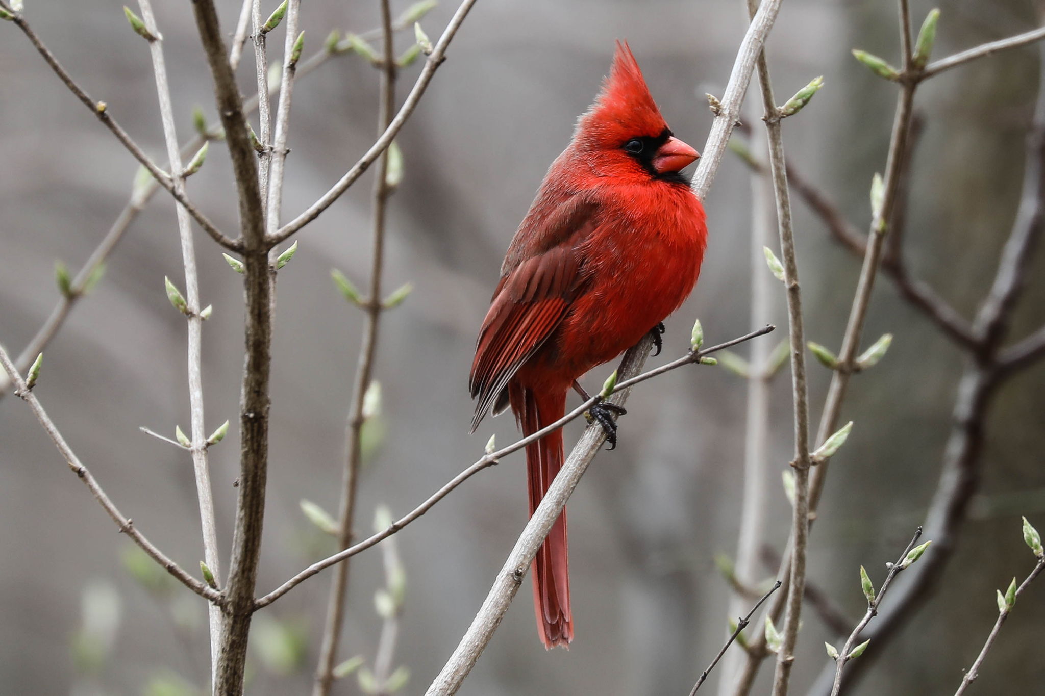 Male Cardinal