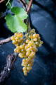 Grappe de raisin d'Amigne