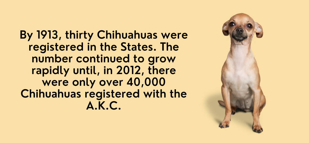 chihuahua history in the USA