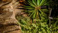 Landscape spike light highlighting garden planting and stonework