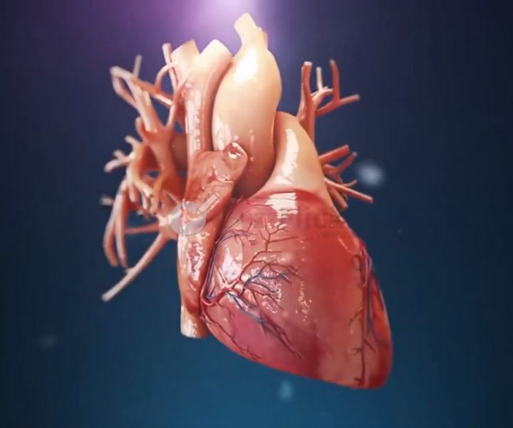 3D Animated Medical video - Heart