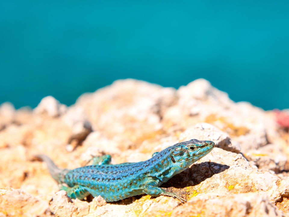 Formentera reserva natural