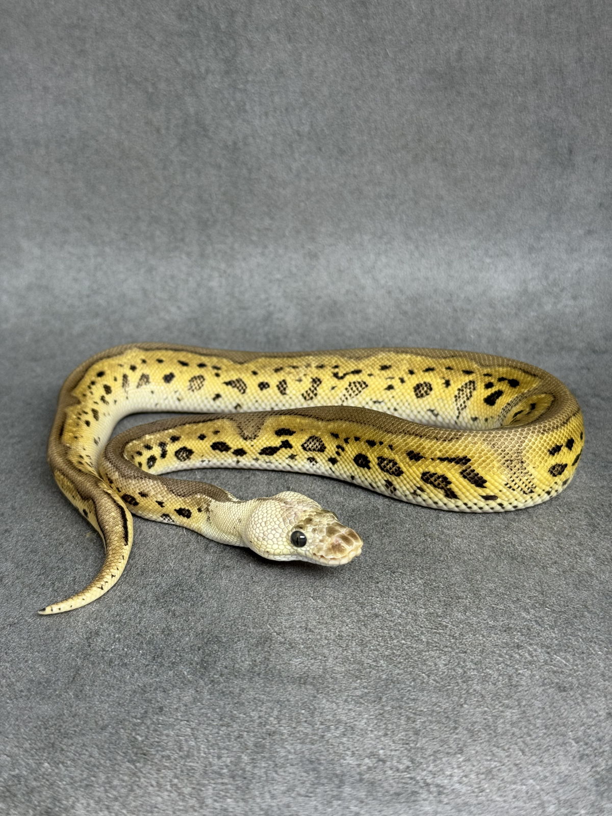 Leopard Pastel Clown Het Desert Ghost