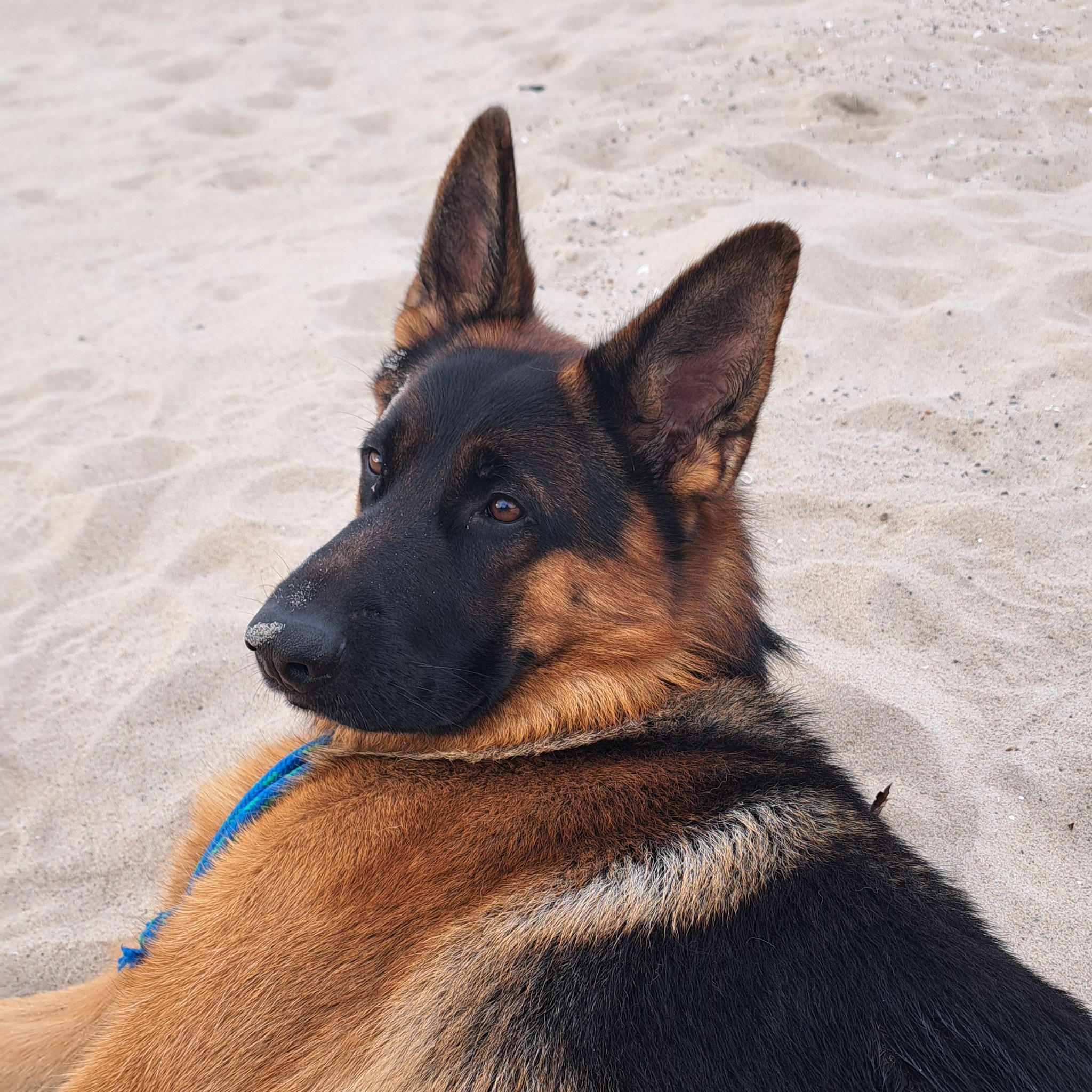 pet photo