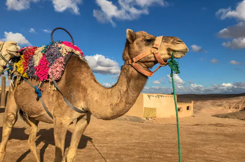 Atlas Mountains & Three Valleys Full-Day Tour