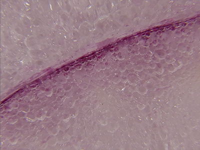 ミクロの世界が手軽に撮れる「デジタル顕微鏡モード」