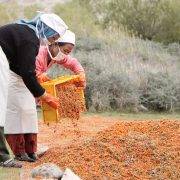 Sea buckthorn berry harvesters