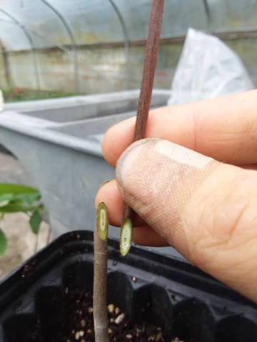 Pawpaw tree propagation through grafting