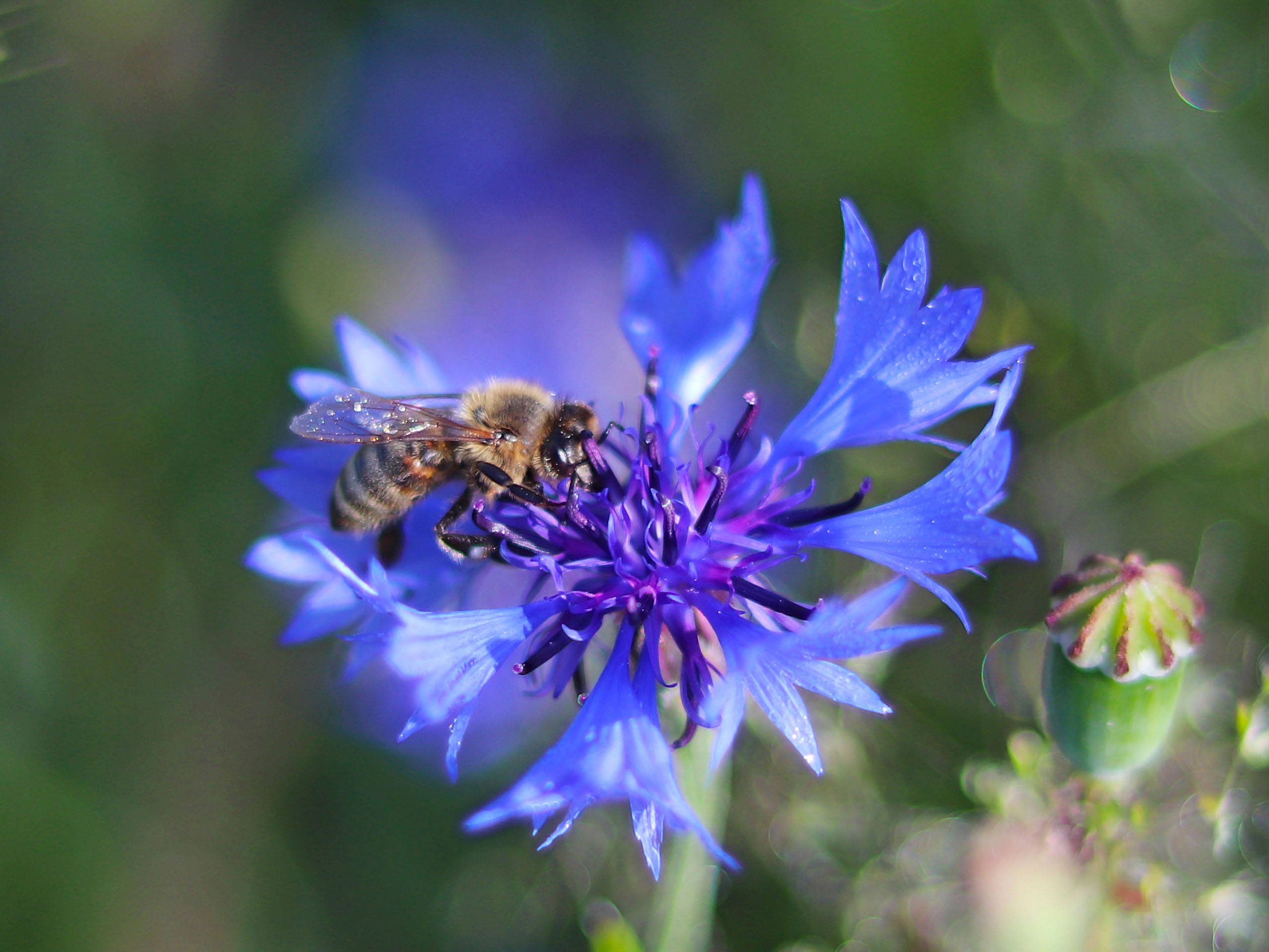Makro Biene auf Blüte