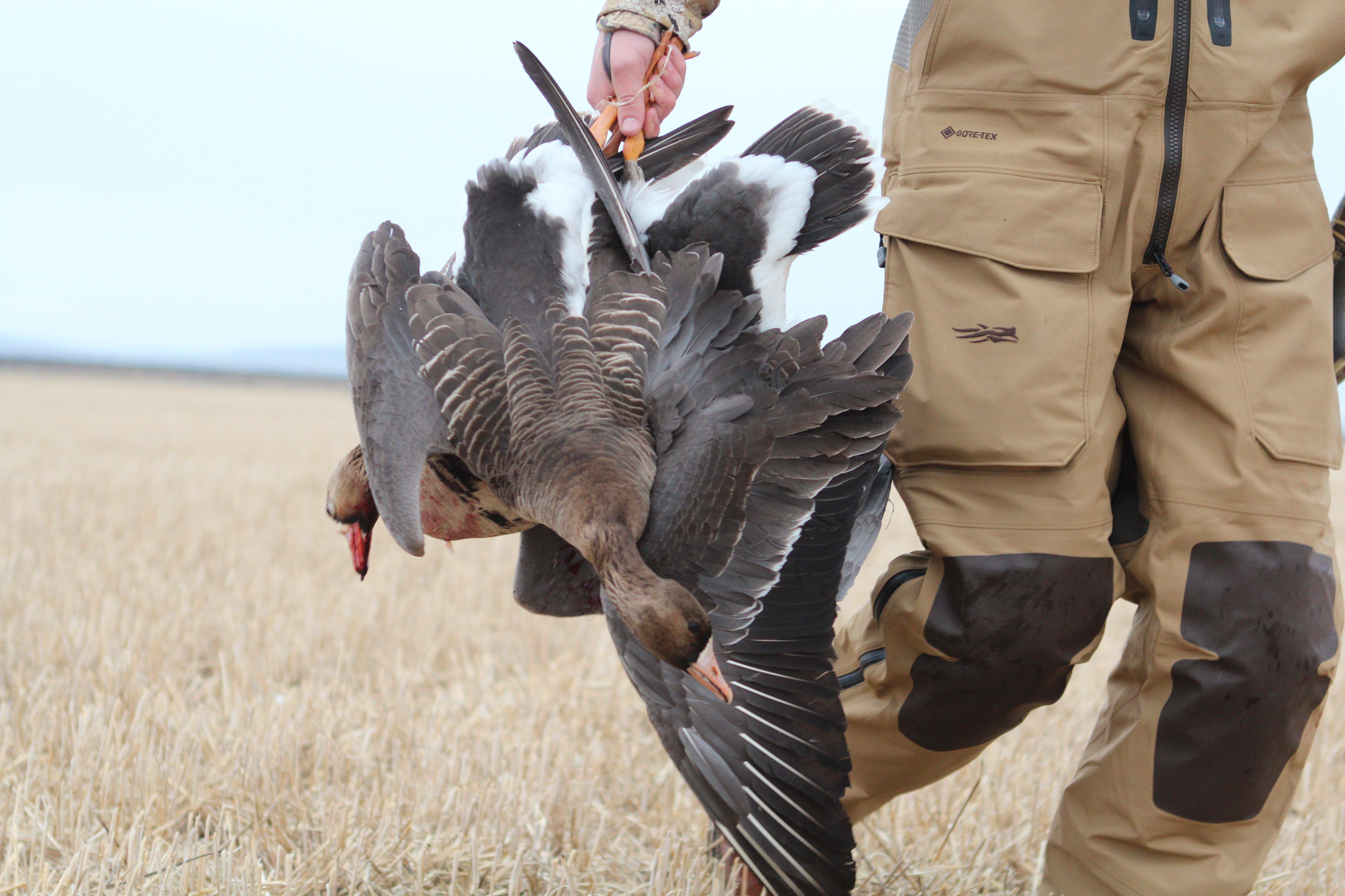 OrCal Outfitters Klamath Basin waterfowl hunt 12