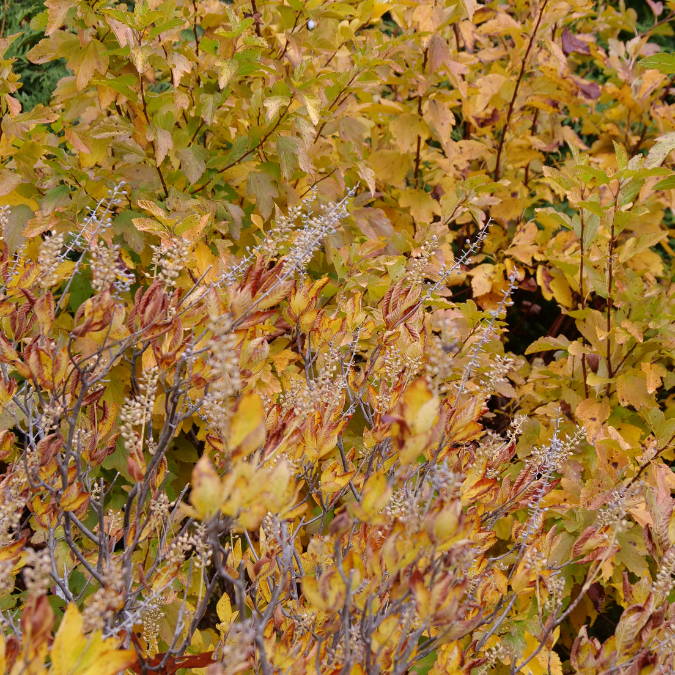Bright yellow summersweet foliage during the fall