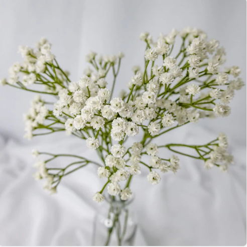 Baby's Breath (Gypsophila) - Realistic Artificial Flowers - Image 2