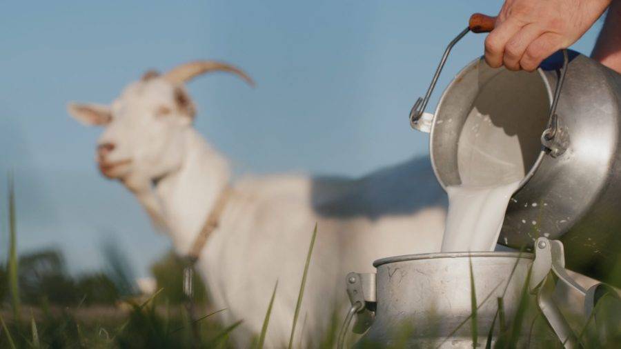 benefits of Goat milk