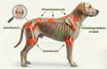 Gelenk-Knorpel-Sehnen - Hunde Problemzonen