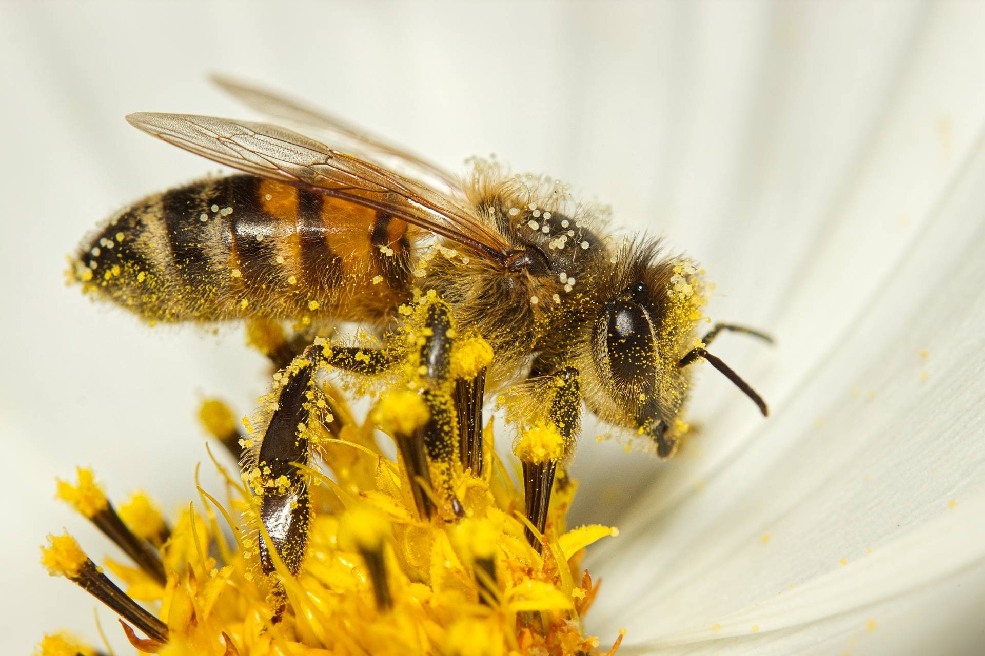 Biene voll Blütenpollen