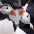 puffin couple closeup