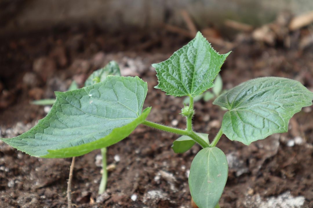 cucumber seedling