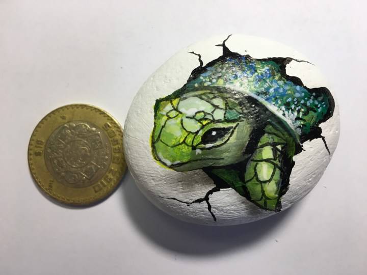 rock turtle size