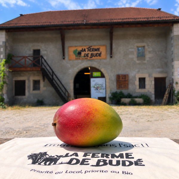 mangue-bio