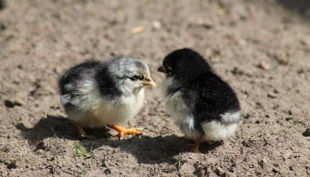 alte fasanerie berlin küken