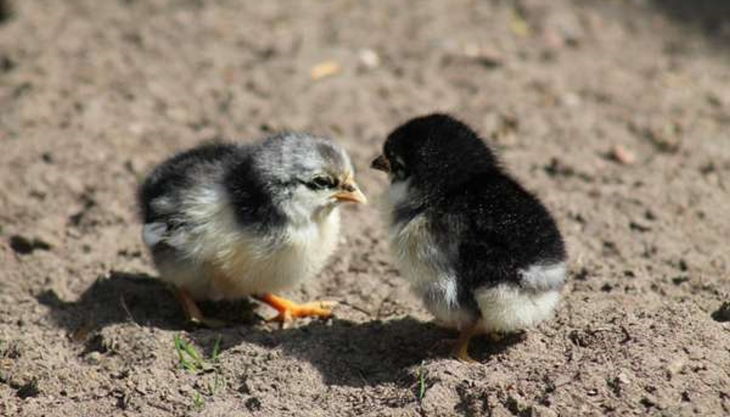 alte fasanerie berlin küken
