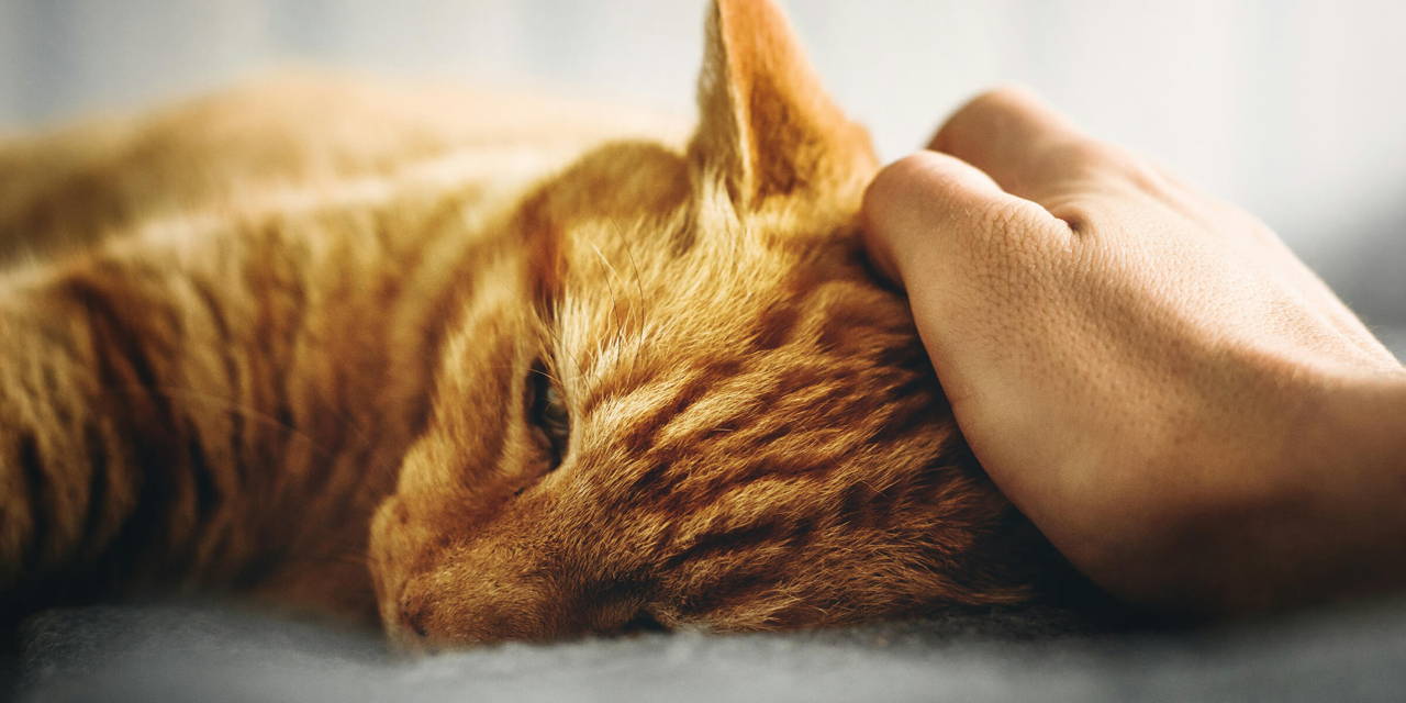 Nierinsufficiëntie kat