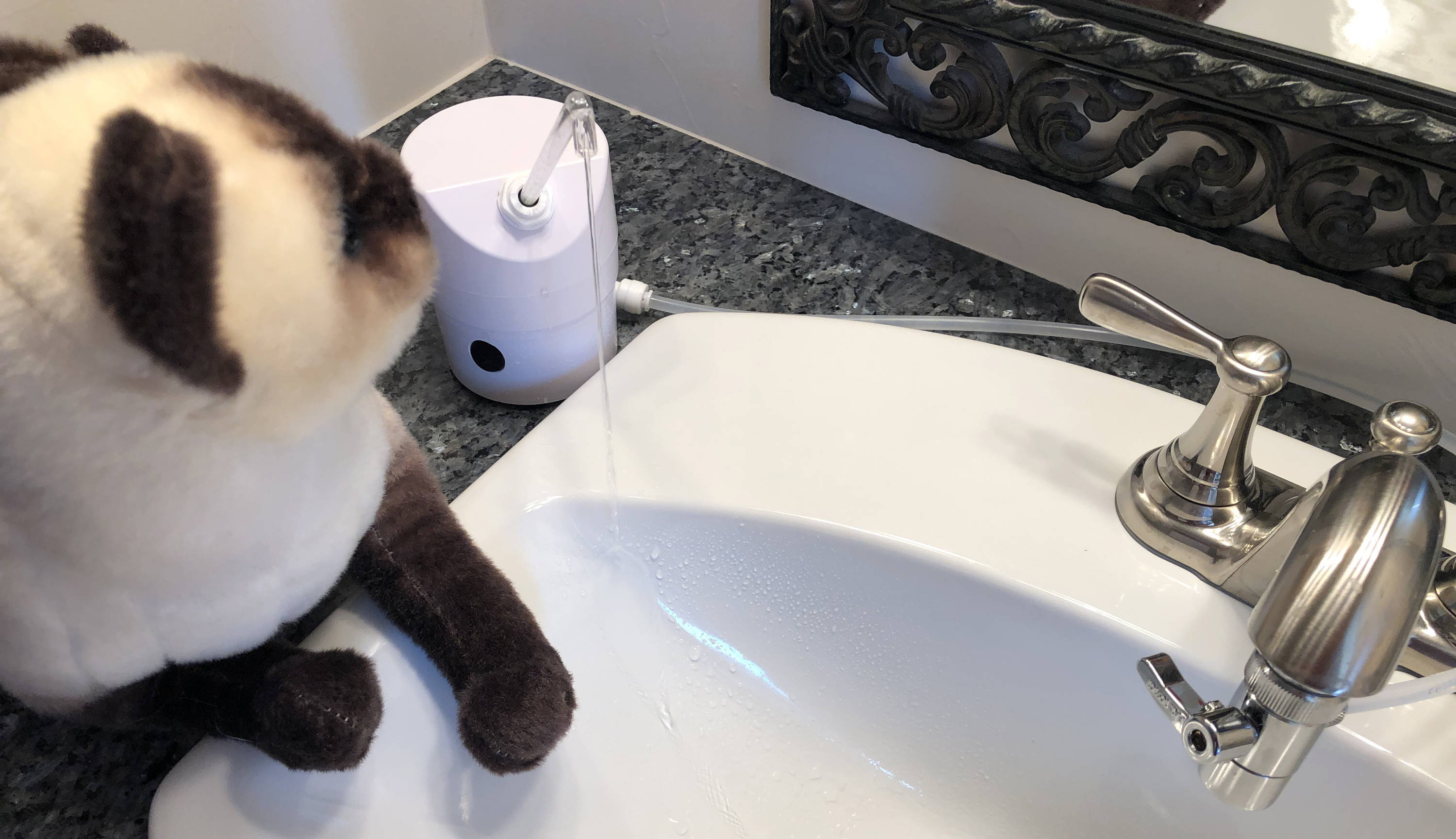 Cat in front of AquaPurr sensor triggering the flow.  Water drains into sink.