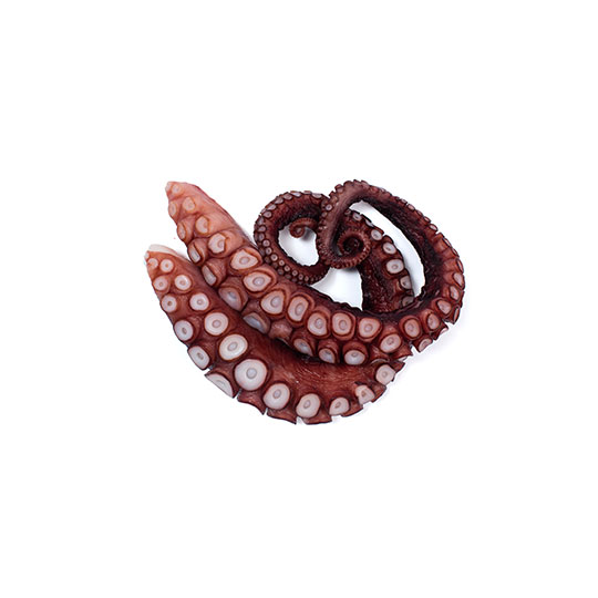 Octopus Tentacles on a white background.Image of Fresh Seafood from Bear Flag Fish Co.