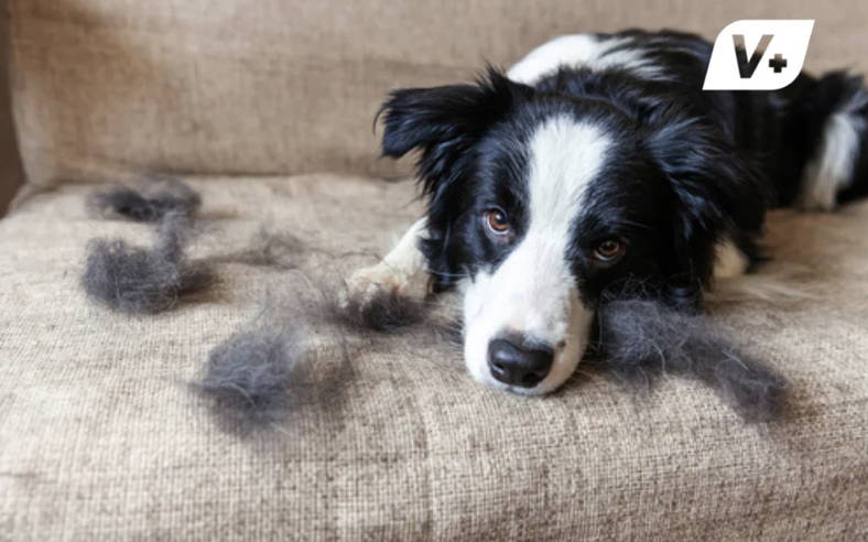 Dog shedding on a couch, looking sad and surrounded by tufts of fur