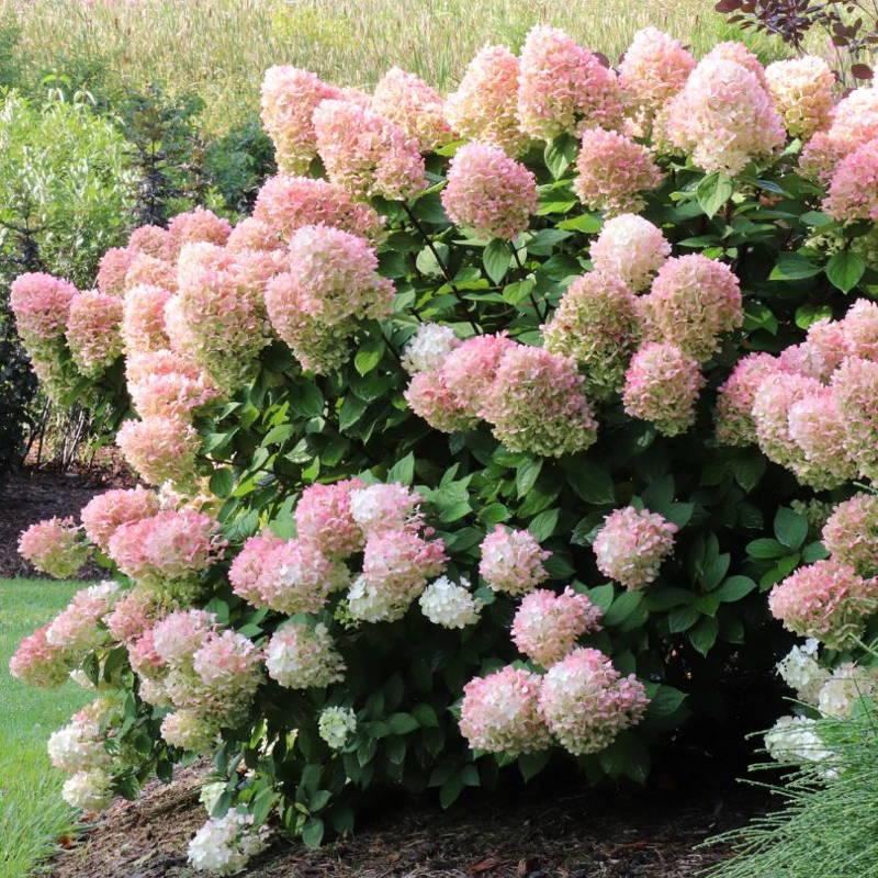 Large pink hydrangea flower panicles from Little Lime Punch hydrangea