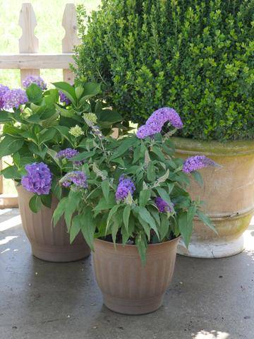 Pugster amethyst butterfly bush in a pot