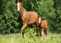 mare with foal in the field