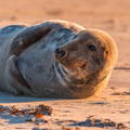 seal resting in the coastal sands 