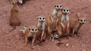 erdmännchen jungtier geboren bä