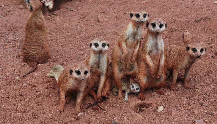 erdmännchen jungtier geboren bä