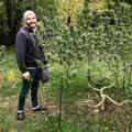 Man Standing beside a large outdoor cannabis plant while defoliating the extra leaves during the flowering stage