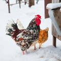 rooster_and_hen_in_snow_frostbite_prevention