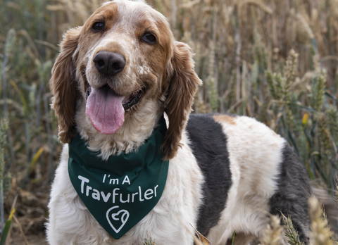 Travelling dog with green dog bandana