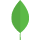 Strl Leaf