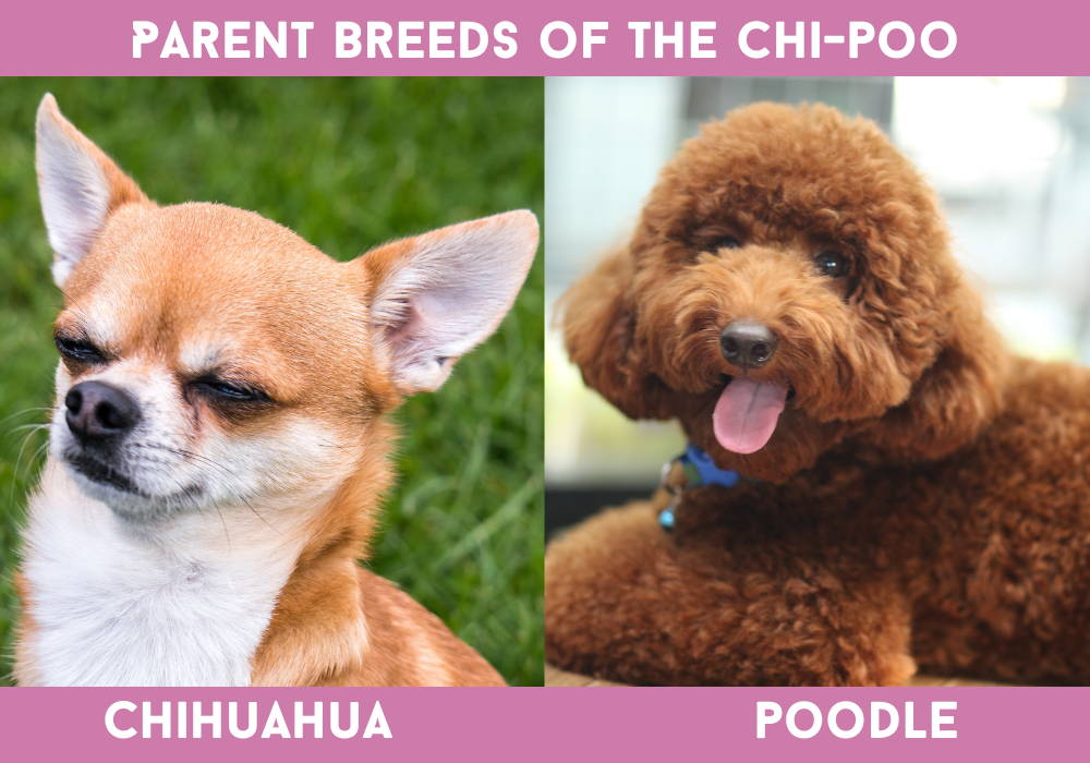 poodle and chihuahua crossbred