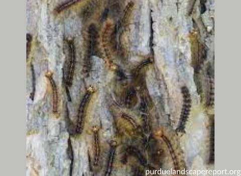 gypsy_moth_caterpillars_on_host_trees