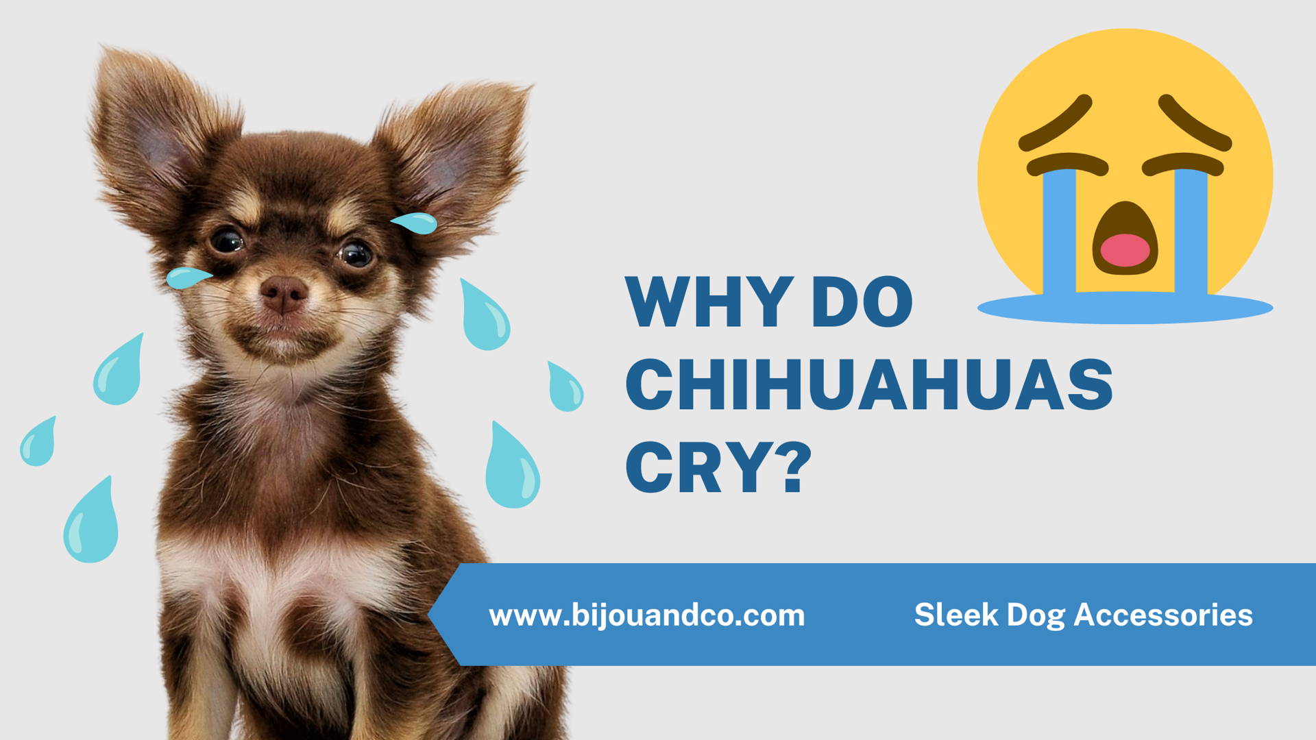 crying chihuahua
