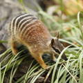 Numbat surrounded by a leafy plant