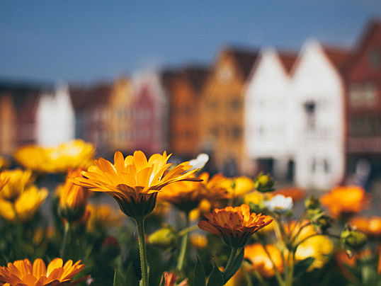  Munich
- Find out in the new blog which planning tricks you can use to realise your dreams even in the smallest of urban gardens.