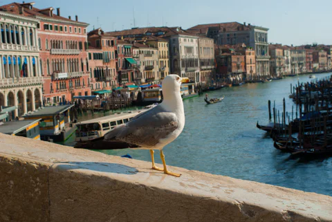 2 hour: Shared Gondola Ride & Historical Venice Walking Tour