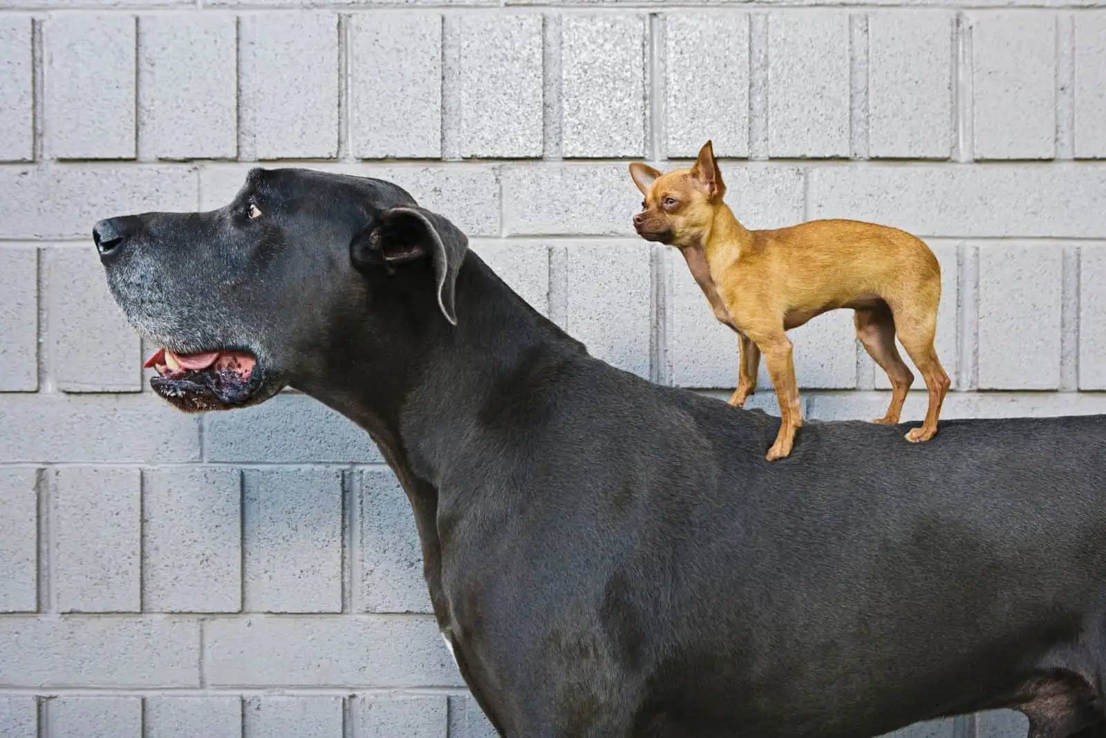 chihuahua mixed great dane