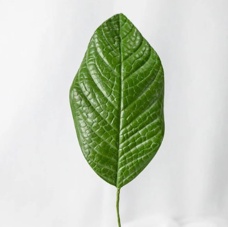 Gardenia Leaf (12 Pack) - Realistic Artificial Flowers and Greenery - Image 3