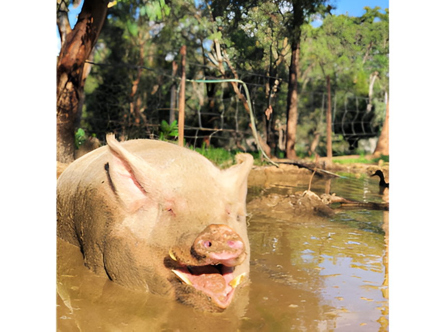 Luckystars Sanctuary Inc Voucher - Image 3