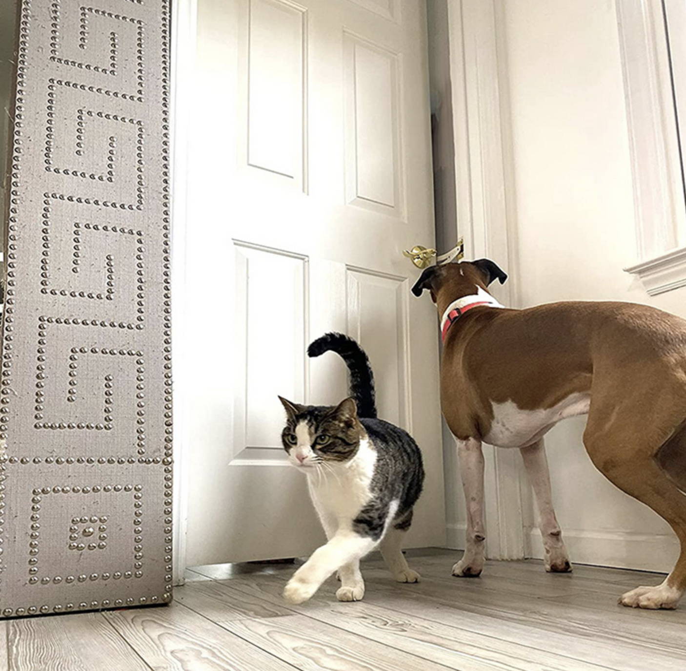 EasyLatch™ CAT DOOR HOLDER Pal 9